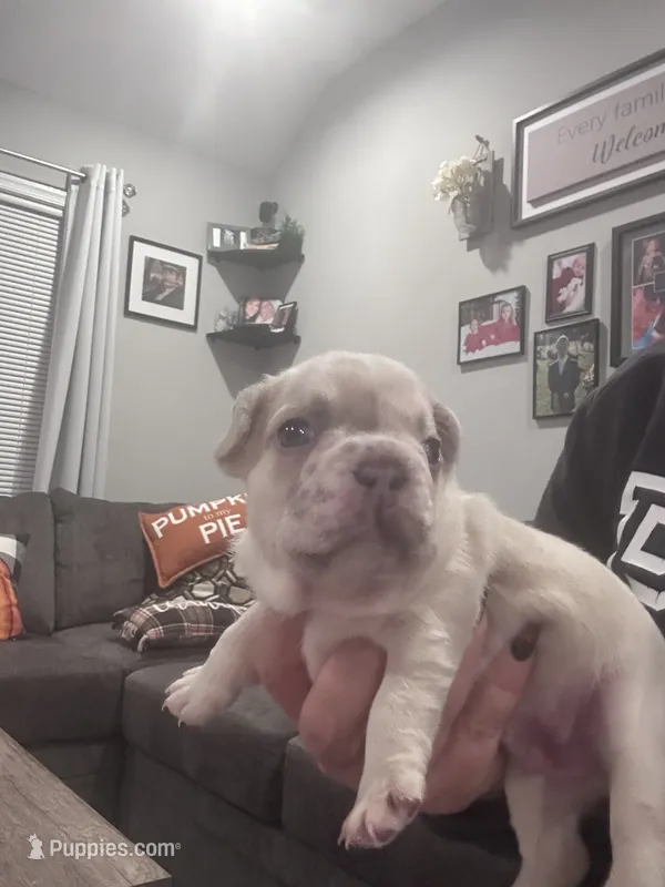 Dumplin – French Bulldog puppy for sale in Fruitland, MD