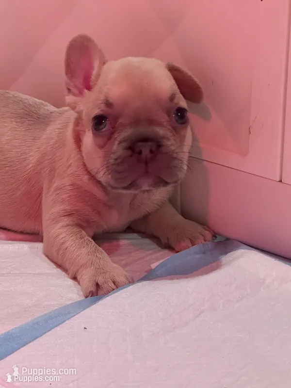 Tator Tot  – French Bulldog puppy for sale in Fruitland, MD
