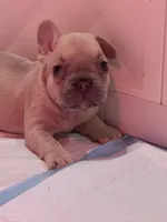 Tator Tot , a female French Bulldog for sale in Fruitland, MD – 2 of 2