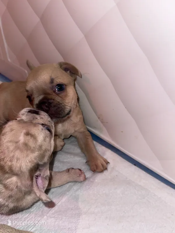 Tator Tot  – French Bulldog puppy for sale in Fruitland, MD