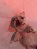 Dumplin, a female French Bulldog for sale in Fruitland, MD – 3 of 5