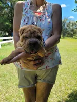 Rusty, a male Chinese Shar-Pei for sale in Florida, FL – Photo 1 of 7