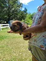 Rusty, a male Chinese Shar-Pei for sale in Florida, FL – Photo 7 of 7