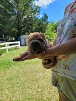 Rusty, a male Chinese Shar-Pei for sale in Florida, FL – Photo 6 of 7