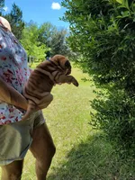 Rusty, a male Chinese Shar-Pei for sale in Florida, FL – Photo 2 of 7