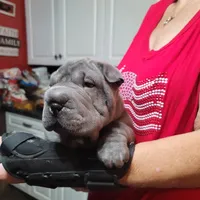 bluey, a female Chinese Shar-Pei for sale in Florida, FL – Photo 4 of 4