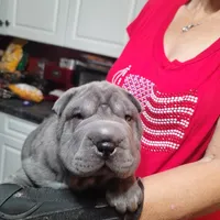 bluey, a female Chinese Shar-Pei for sale in Florida, FL – Photo 1 of 4