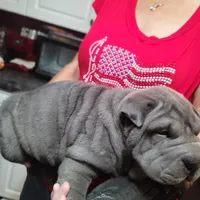 bluey, a female Chinese Shar-Pei for sale in Florida, FL – Photo 2 of 4