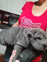 processed/84933443-e3d9-4535-90a9-4992d8fcbeea/listing/11c1df6e-6ed0-4524-b31b-da70584c1185/af2022a0-cd62-4fbd-86fc-af25ac46ca46