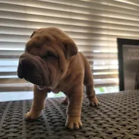 carmel, a female Chinese Shar-Pei for sale in Florida, FL – Photo 4 of 4