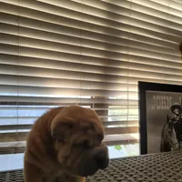 carmel, a female Chinese Shar-Pei for sale in Florida, FL – Photo 3 of 4