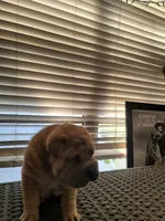 carmel, a female Chinese Shar-Pei for sale in Florida, FL – Photo 3 of 4