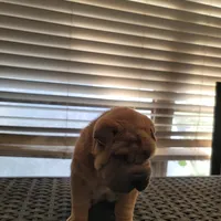 carmel, a female Chinese Shar-Pei for sale in Florida, FL – Photo 2 of 4