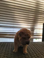 carmel, a female Chinese Shar-Pei for sale in Florida, FL – Photo 2 of 4