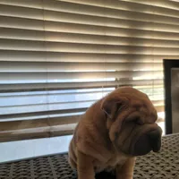 carmel, a female Chinese Shar-Pei for sale in Florida, FL – Photo 1 of 4
