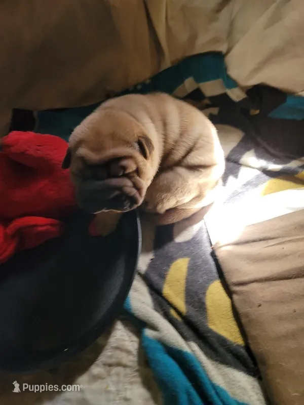 queen, a female Chinese Shar-Pei for sale in Florida, FL – Photo 1 of 1