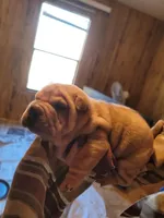 monty, a male Chinese Shar-Pei for sale in Florida, FL – Photo 3 of 3