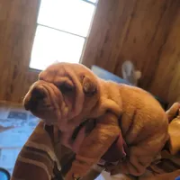 monty, a male Chinese Shar-Pei for sale in Florida, FL – Photo 2 of 3