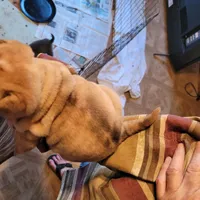 monty, a male Chinese Shar-Pei for sale in Florida, FL – Photo 1 of 3