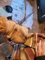 monty, a male Chinese Shar-Pei for sale in Florida, FL – Photo 1 of 3