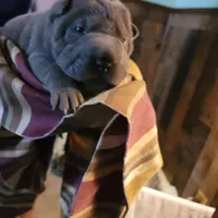 lucy, a female Chinese Shar-Pei for sale in Florida, FL – Photo 1 of 3