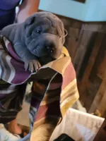 lucy, a female Chinese Shar-Pei for sale in Florida, FL – Photo 1 of 3