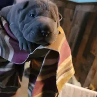 lucy, a female Chinese Shar-Pei for sale in Florida, FL – Photo 2 of 3