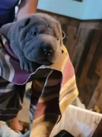 lucy, a female Chinese Shar-Pei for sale in Florida, FL – Photo 2 of 3