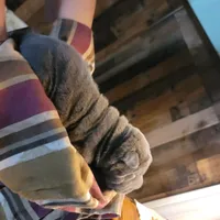 lucy, a female Chinese Shar-Pei for sale in Florida, FL – Photo 3 of 3