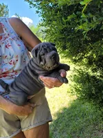 Monty, a male Chinese Shar-Pei for sale in Florida, FL – Photo 2 of 6