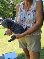 Monty, a male Chinese Shar-Pei for sale in Florida, FL – Photo 5 of 6
