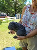 Monty, a male Chinese Shar-Pei for sale in Florida, FL – Photo 6 of 6