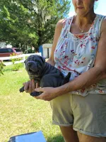 Monty, a male Chinese Shar-Pei for sale in Florida, FL – Photo 3 of 6