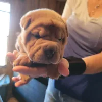 angel, a female Chinese Shar-Pei for sale in Florida, FL – Photo 1 of 2