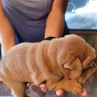 angel, a female Chinese Shar-Pei for sale in Florida, FL – Photo 2 of 2