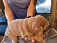 angel, a female Chinese Shar-Pei for sale in Florida, FL – Photo 2 of 2