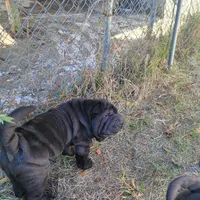 midnight, a male Chinese Shar-Pei for sale in Florida, FL – Photo 5 of 7