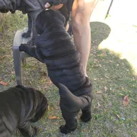 midnight, a male Chinese Shar-Pei for sale in Florida, FL – Photo 2 of 7