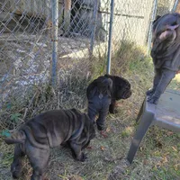 midnight, a male Chinese Shar-Pei for sale in Florida, FL – Photo 4 of 7