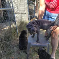 midnight, a male Chinese Shar-Pei for sale in Florida, FL – Photo 6 of 7