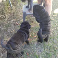 midnight, a male Chinese Shar-Pei for sale in Florida, FL – Photo 7 of 7