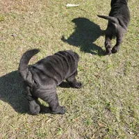midnight, a male Chinese Shar-Pei for sale in Florida, FL – Photo 1 of 7