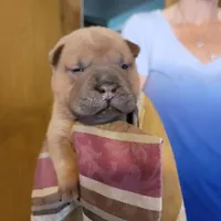 tank, a male Chinese Shar-Pei for sale in Florida, FL – Photo 1 of 2