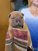 tank, a male Chinese Shar-Pei for sale in Florida, FL – Photo 1 of 2