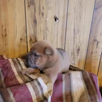 tank, a male Chinese Shar-Pei for sale in Florida, FL – Photo 2 of 2