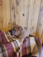 tank, a male Chinese Shar-Pei for sale in Florida, FL – Photo 2 of 2