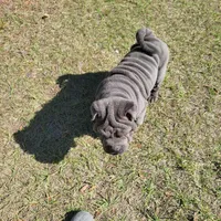 sky, a female Chinese Shar-Pei for sale in Florida, FL – Photo 1 of 7