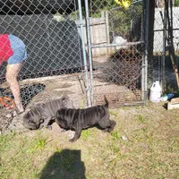 sky, a female Chinese Shar-Pei for sale in Florida, FL – Photo 6 of 7