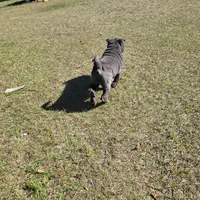 sky, a female Chinese Shar-Pei for sale in Florida, FL – Photo 4 of 7