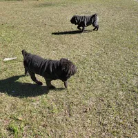 sky, a female Chinese Shar-Pei for sale in Florida, FL – Photo 3 of 7